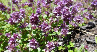 Jak správně pěstovat a pečovat o tymián (tymián) doma v květináči